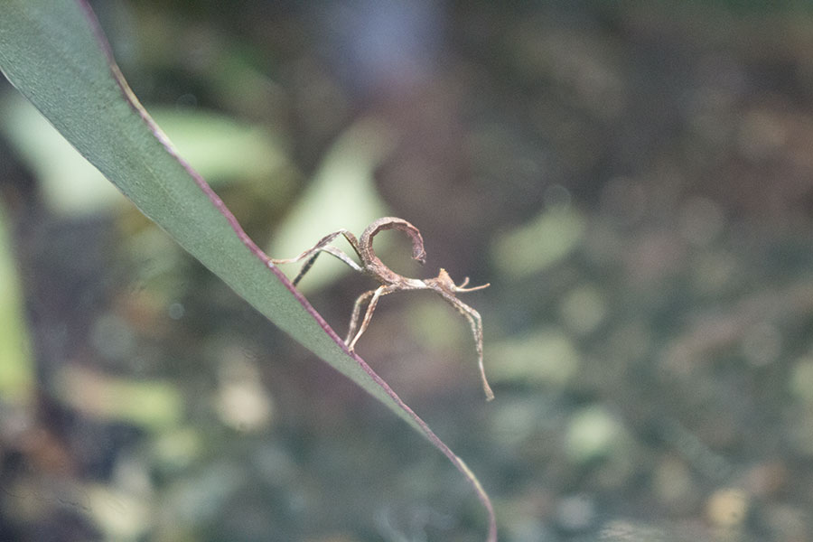 Australische Gespensterschrecke klein - Insekten